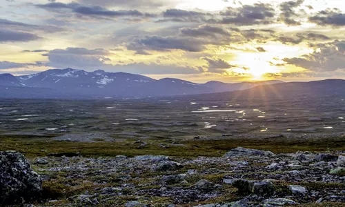 蓝色玫瑰(900×1800mm) 蓝色玫瑰(900×1800mm)